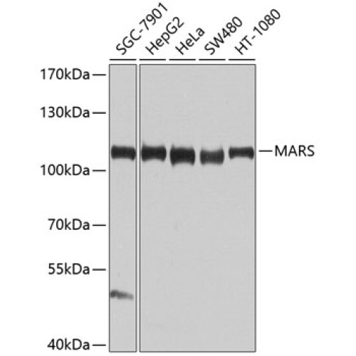 MARS Rabbit pAb