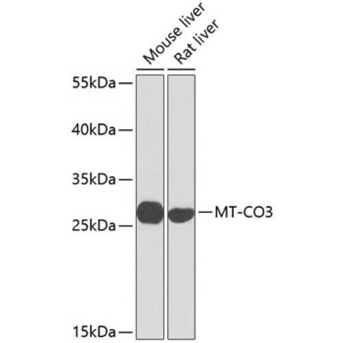 MT-CO3 Rabbit pAb
