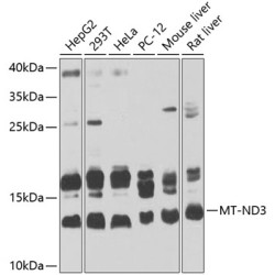 MT-ND3 Rabbit pAb