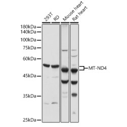MT-ND4 Rabbit pAb