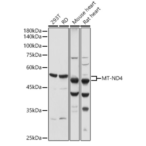 MT-ND4 Rabbit pAb