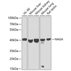 NAGA Rabbit pAb
