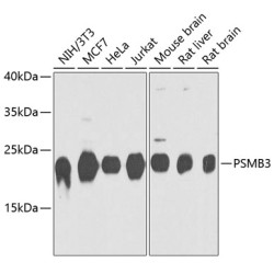 PSMB3 Rabbit pAb