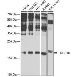 RGS10 Rabbit pAb