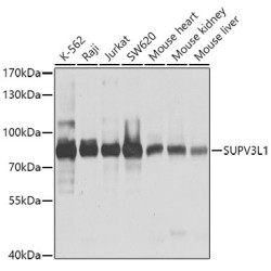 SUPV3L1 Rabbit pAb