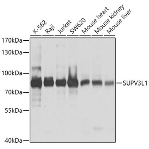 SUPV3L1 Rabbit pAb
