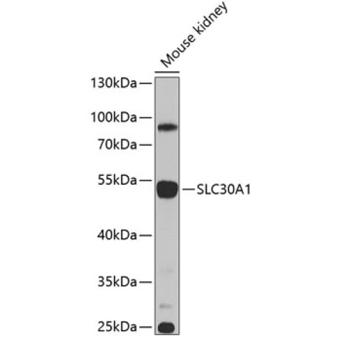 SLC30A1 Rabbit pAb