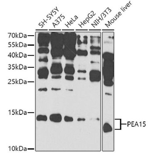 PEA15 Rabbit pAb