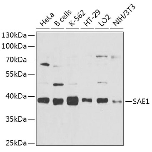 SAE1 Rabbit pAb