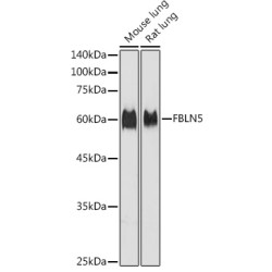 FBLN5 Rabbit pAb