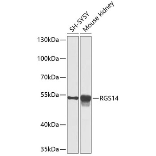 RGS14 Rabbit pAb