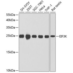 EIF3K Rabbit pAb