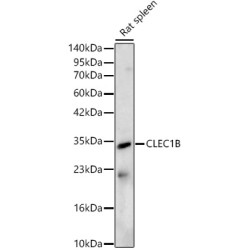 CLEC1B Rabbit pAb
