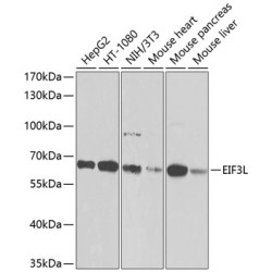 EIF3L Rabbit pAb