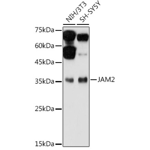JAM2 Rabbit pAb