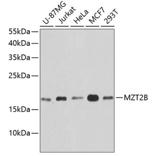 MZT2B Rabbit pAb