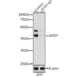 [KO Validated] SETD7 Rabbit pAb