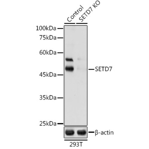 [KO Validated] SETD7 Rabbit pAb