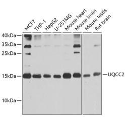 UQCC2 Rabbit pAb