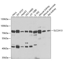 SLC2A13 Rabbit pAb