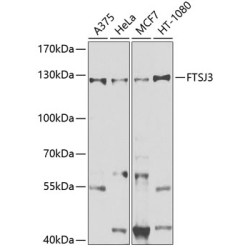 FTSJ3 Rabbit pAb