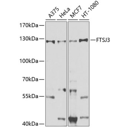 FTSJ3 Rabbit pAb