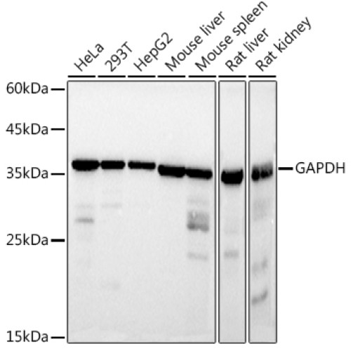 GAPDH Mouse mAb