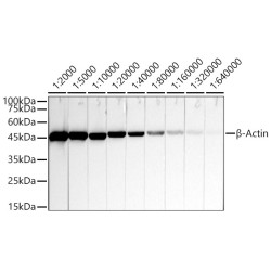 β-Actin Mouse mAb