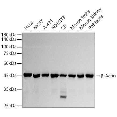 β-Actin Rabbit pAb
