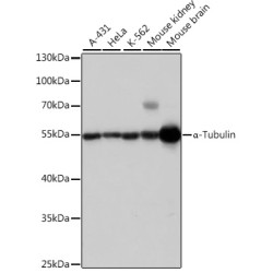 α-Tubulin Rabbit pAb