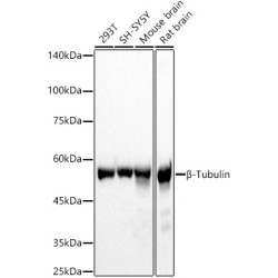 β-Tubulin Rabbit pAb