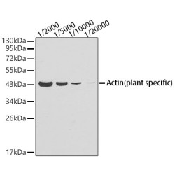 Actin (plant specific) Mouse mAb