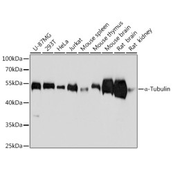 α-Tubulin Mouse mAb