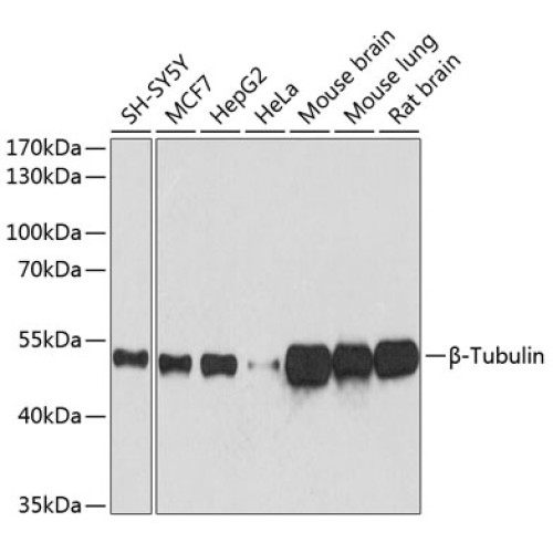 β-Tubulin Mouse mAb