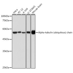 Alpha-tubulin (ubiquitous) chain Rabbit pAb