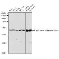 Alpha-tubulin (ubiquitous) chain Rabbit pAb