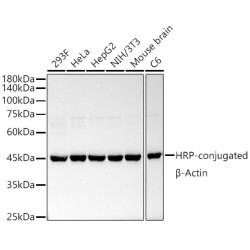 HRP-conjugated β-Actin Rabbit mAb