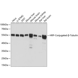 HRP-conjugated β-Tubulin Mouse mAb