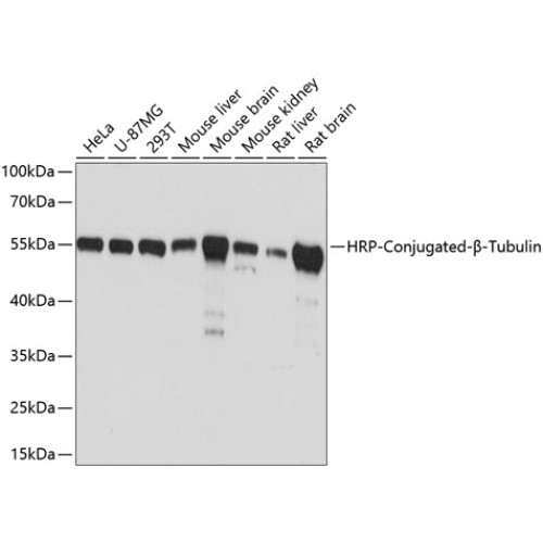HRP-conjugated β-Tubulin Mouse mAb