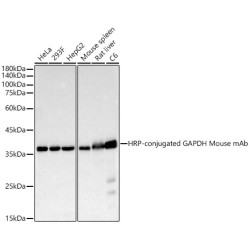 HRP-conjugated GAPDH Mouse mAb