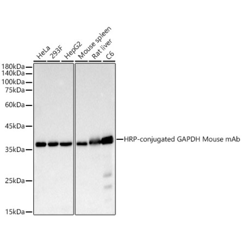 HRP-conjugated GAPDH Mouse mAb