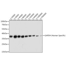 GAPDH (Human Specific)  Rabbit mAb