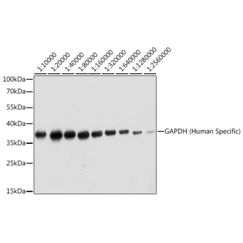 GAPDH (Human Specific)  Rabbit mAb