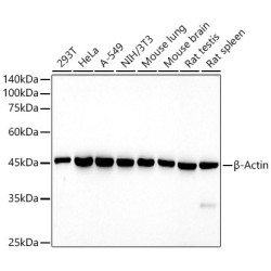 HRP-conjugated β-Actin Mouse mAb