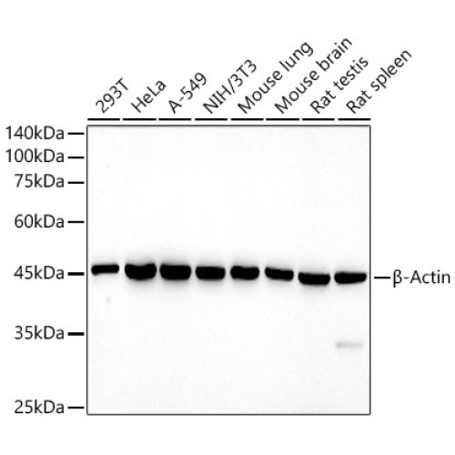 HRP-conjugated β-Actin Mouse mAb