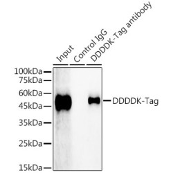 Magnetic Beads-conjugated Rabbit IgG isotype control