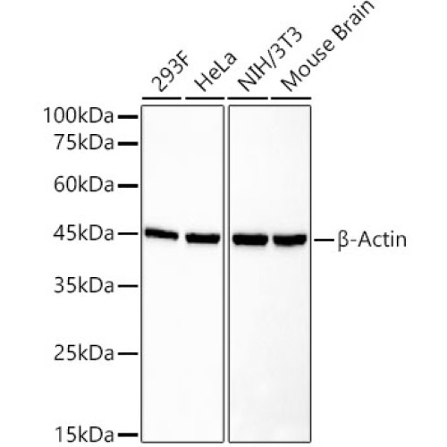 β-Actin Rabbit mAb