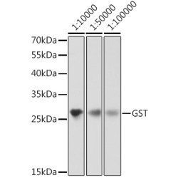 Mouse anti GST-Tag mAb