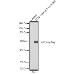 Mouse anti mCherry-Tag mAb