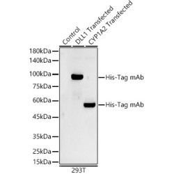 Mouse anti His-Tag mAb